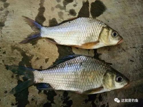 日本进口鲫鲤爆料视频,视频爆料揭示惊人真相  第1张 日本进口鲫鲤爆料视频,视频爆料揭示惊人真相  第1张
